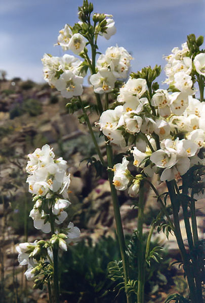 Polemonium caeruleum 'Album' en fleurs dans une prairie humide des massifs montagneux